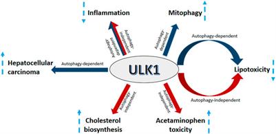 ULK1 Signaling in the Liver: Autophagy Dependent and Independent Actions